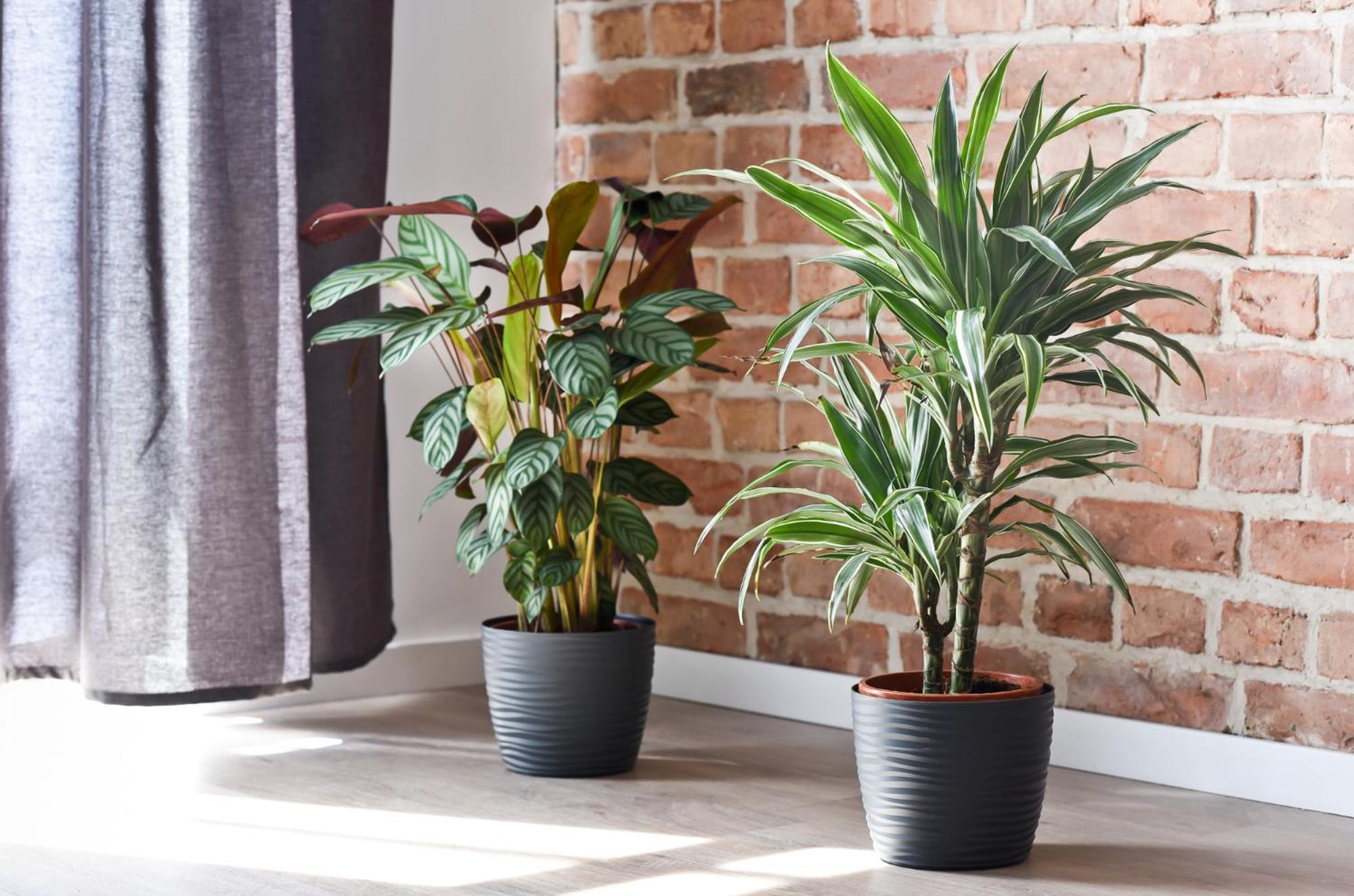 Green Garden Apartment Torun Bagian luar foto